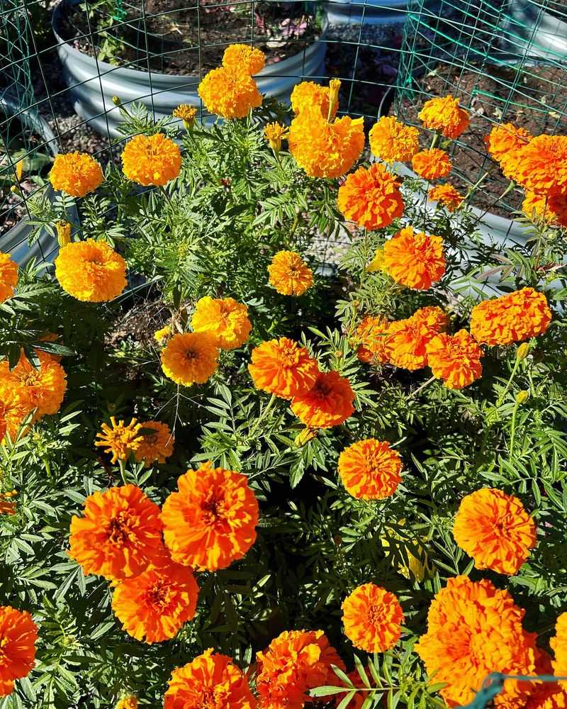Marigold