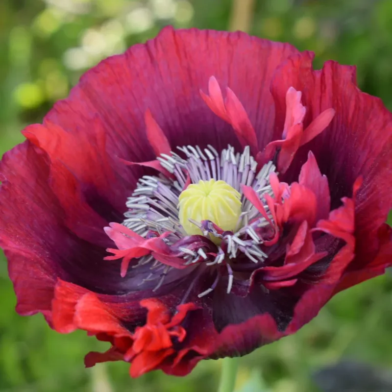 Breadseed Poppies