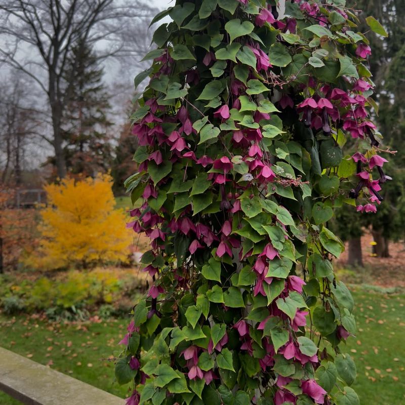 Purple Bell Vine