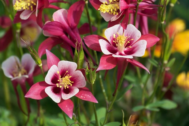 Columbine