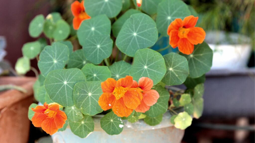 Nasturtium