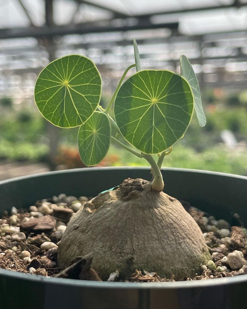 Stephania Erecta