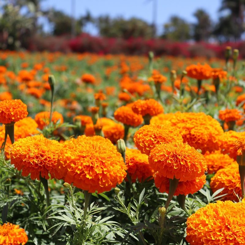 Marigolds