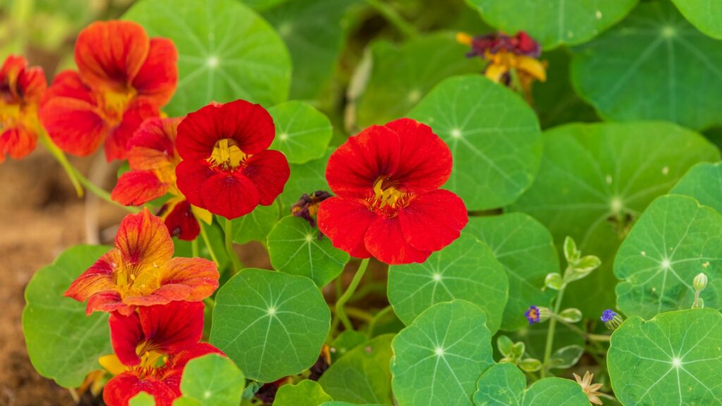 Nasturtiums