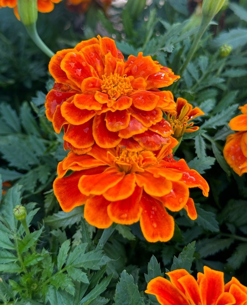 Marigolds