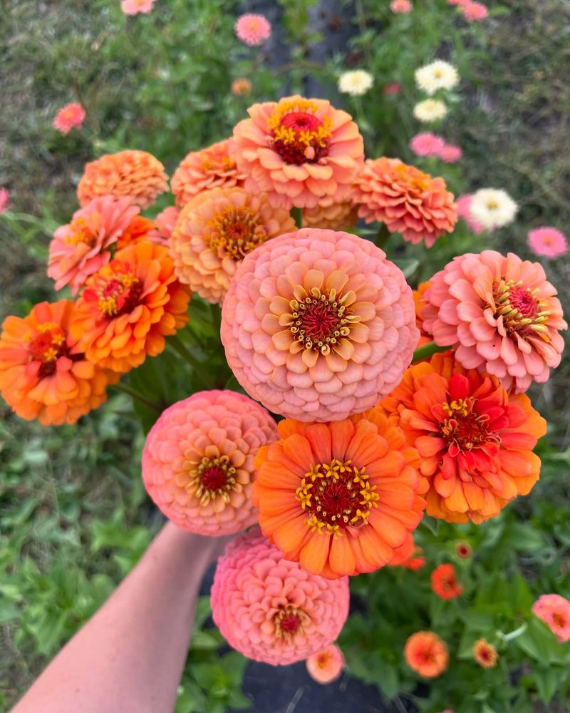 Zinnias