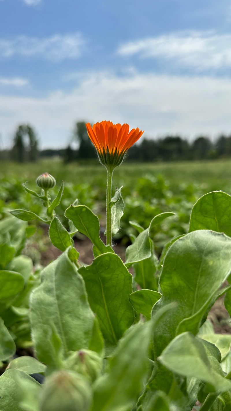 Calendula