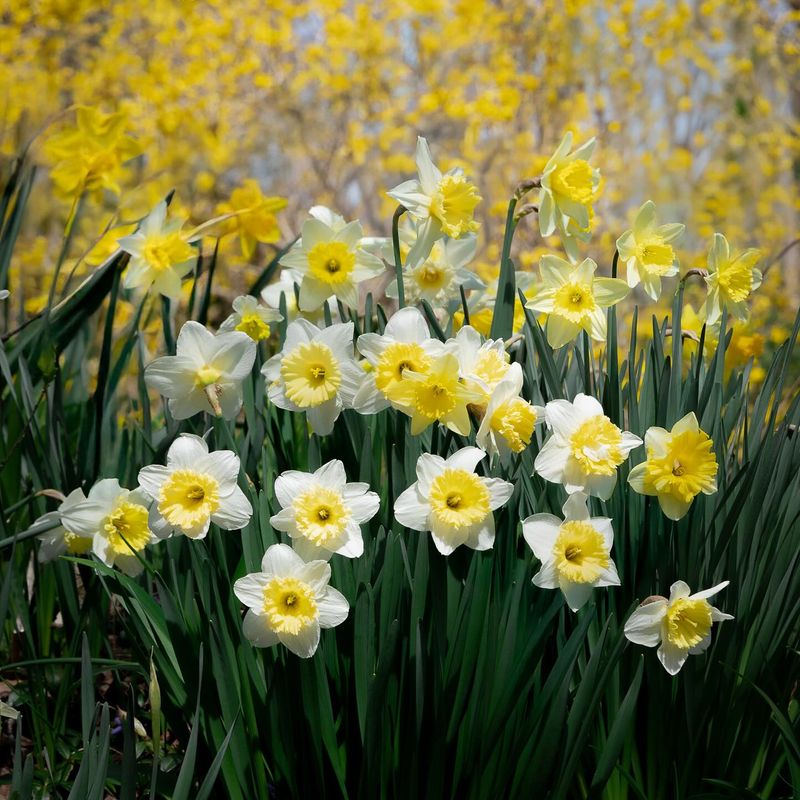 Daffodils