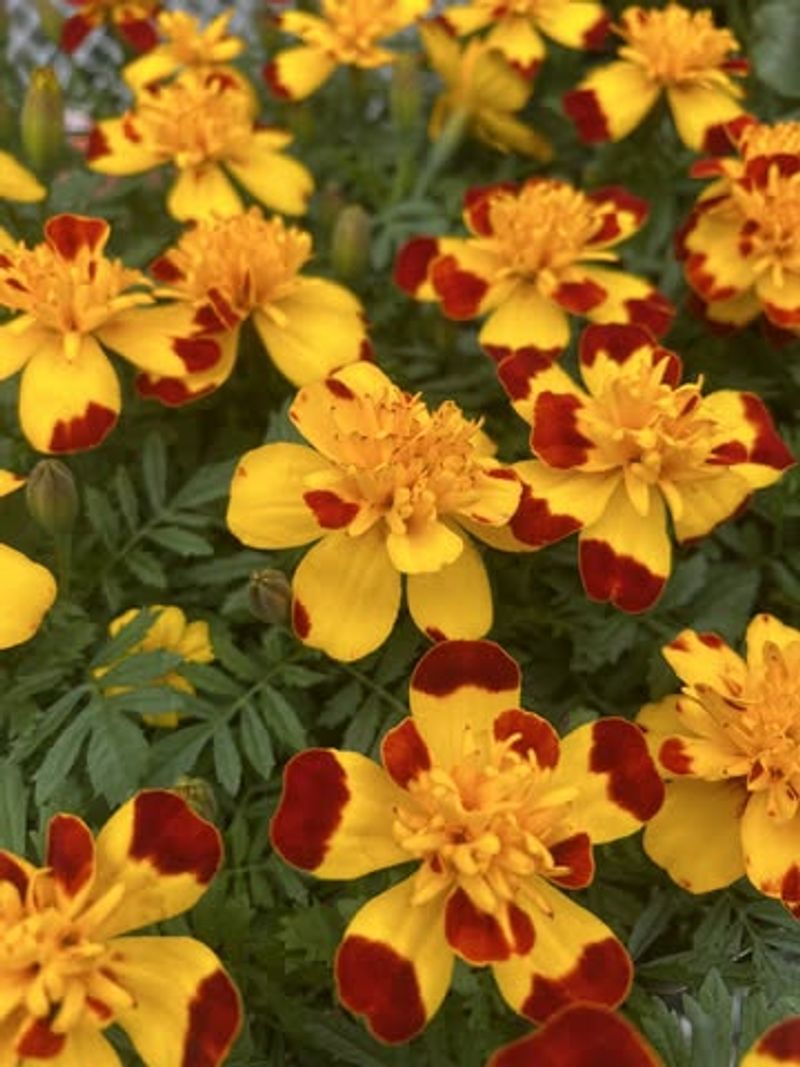 Marigolds