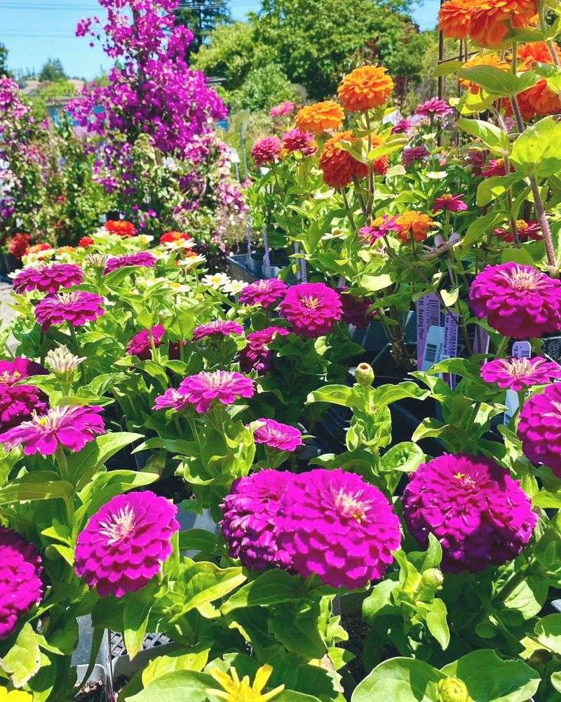 Zinnias - Cut Flower Champions