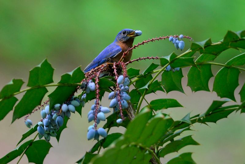 Blueberries