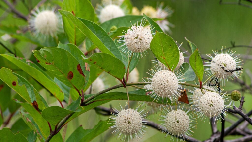 Native Buttonbush