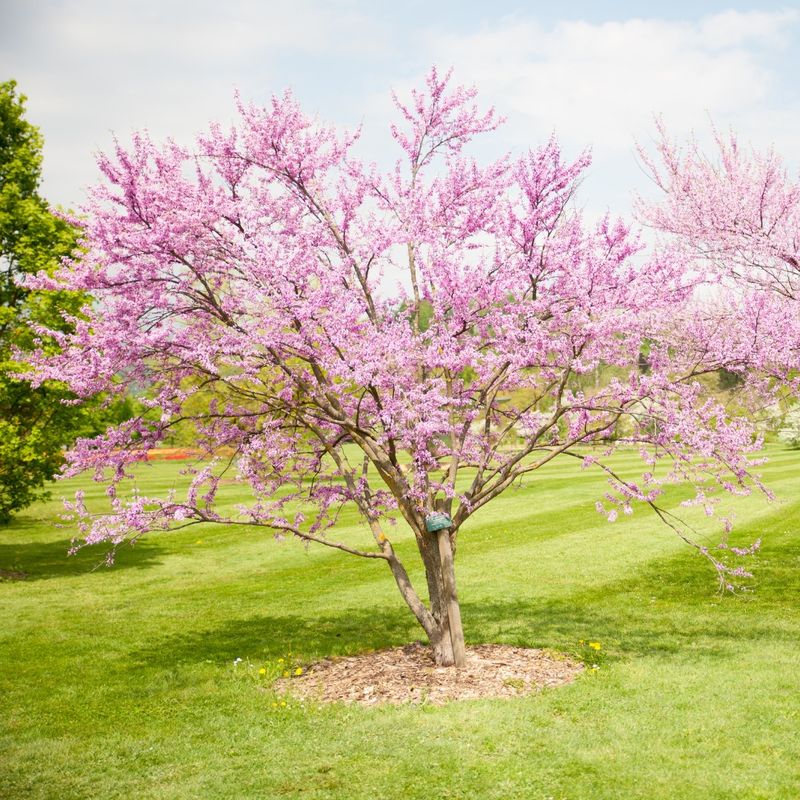 Eastern Redbud: Spring's Pink Welcome