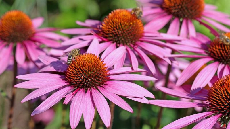 Coneflowers (Echinacea)
