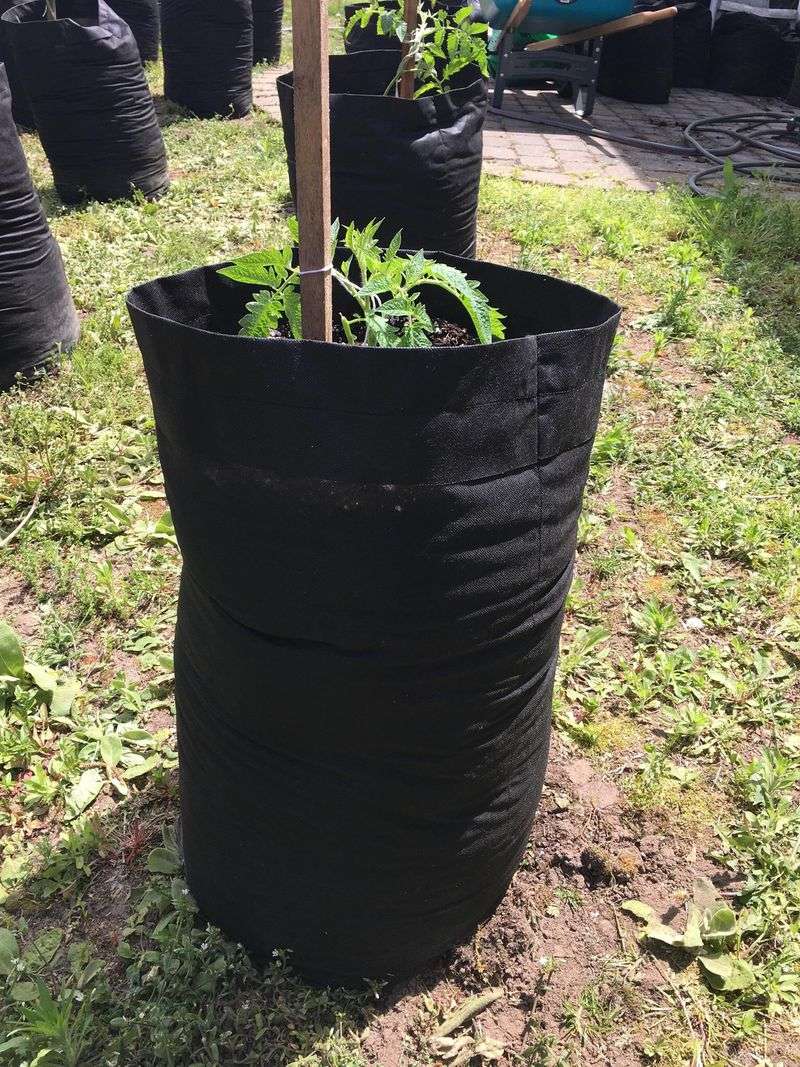 Temperature Regulation Keeps Plants Happier
