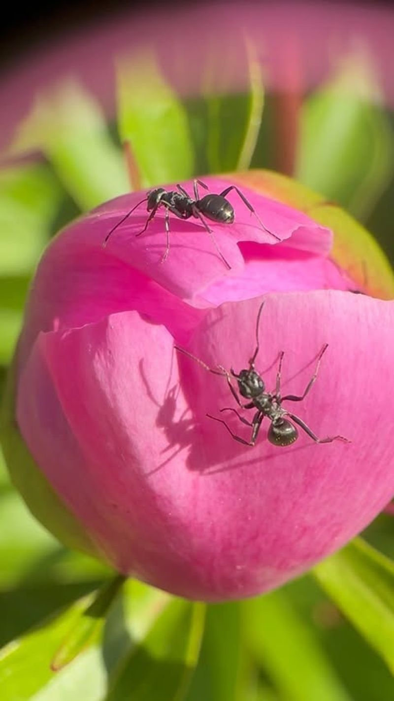 Pollination Assistants