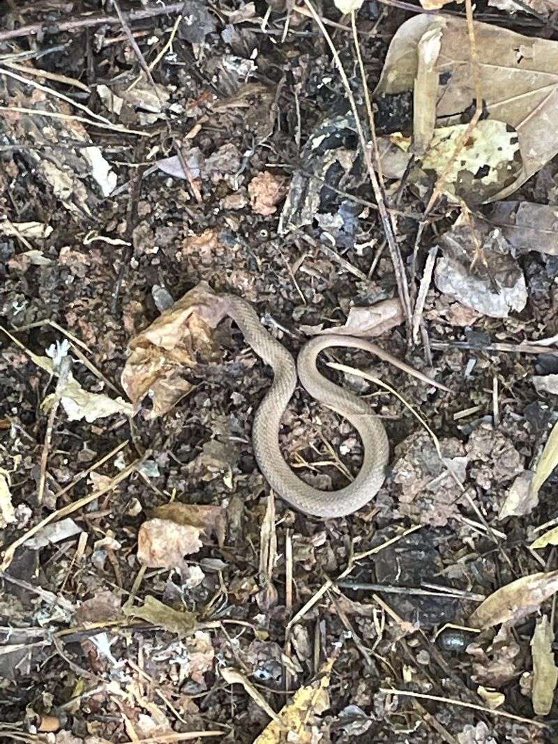 Reduced Snake Populations