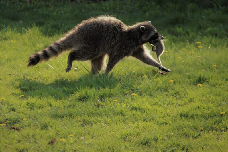 Controlling Overpopulation Of Small Mammals