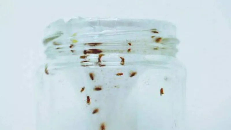 Cucumber Fruit Fly Trap