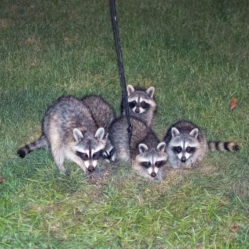 Teaching Children About Wildlife