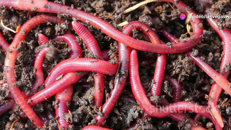 Worm Attraction System