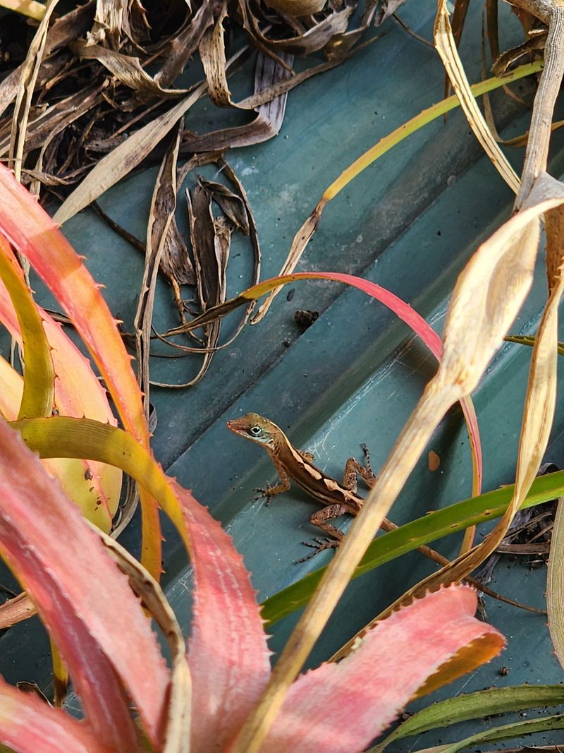 Mosquito Reduction