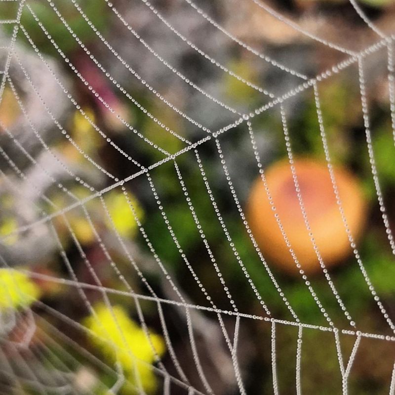 Web-Spinning Engineers