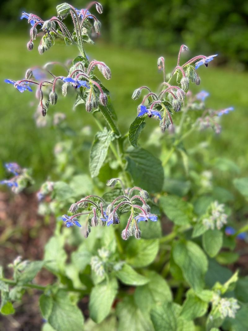 Soil Enrichment Partner