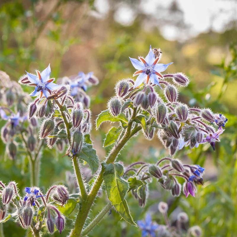 Medicinal First Aid Plant
