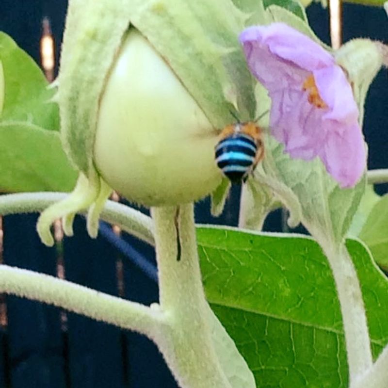 Attracts Beneficial Insects
