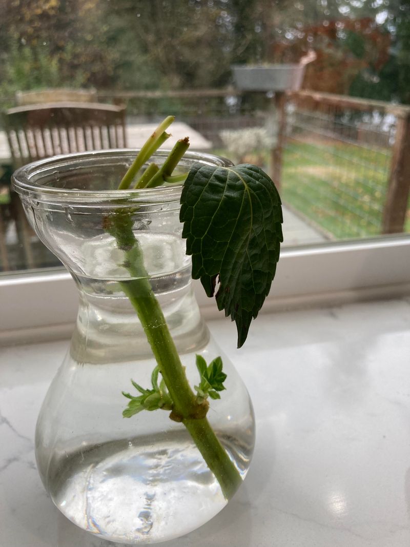 Root Encouragement