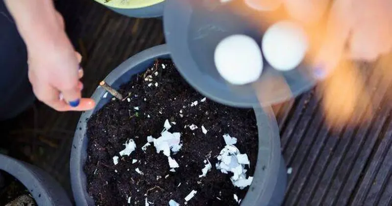 Improved Soil Drainage