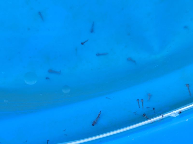 Mosquito Population Reduction