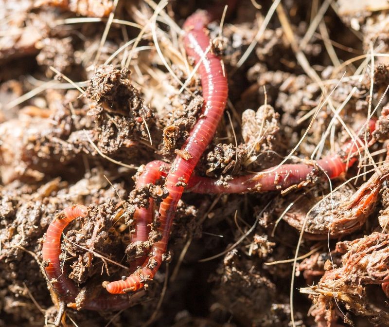 Earthworm Attraction For Soil Health
