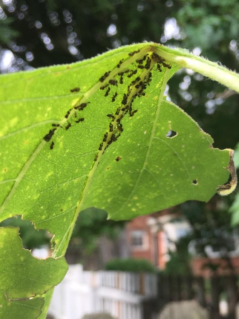 Pest Population Controllers