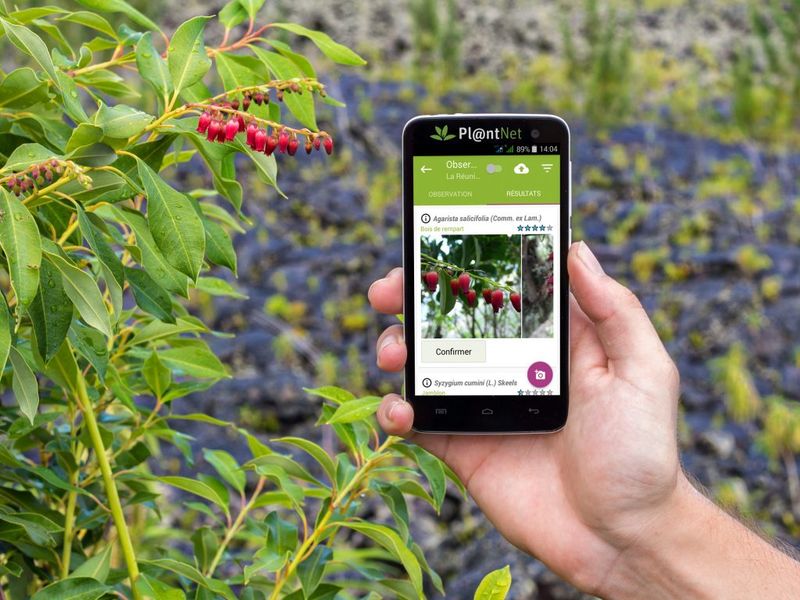 Digital Tools Fighting Plant Amnesia