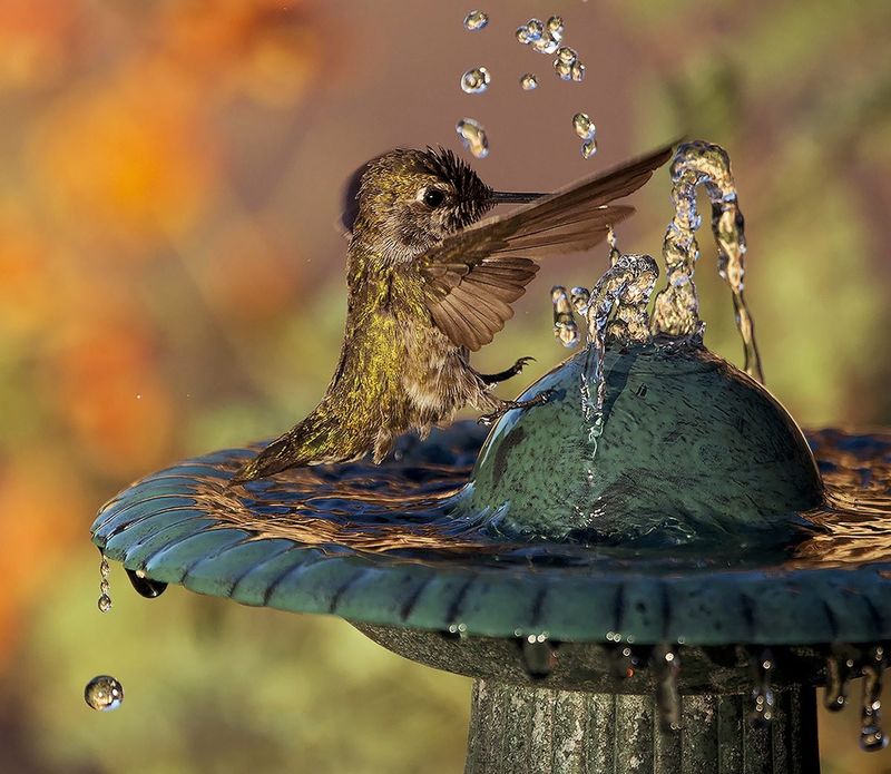Near Bird Baths Or Pools
