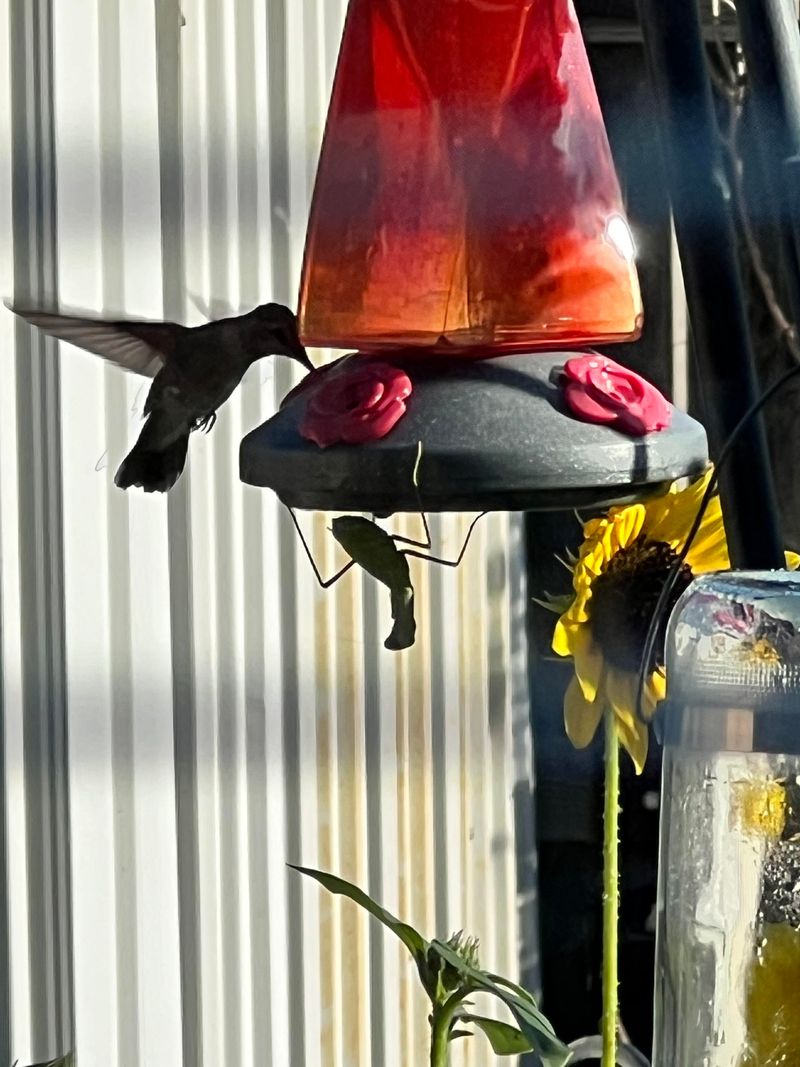 On Flimsy Plant Hooks