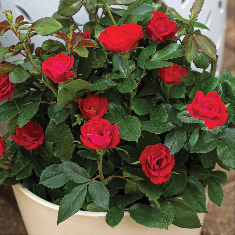Containers On Sunny Patios