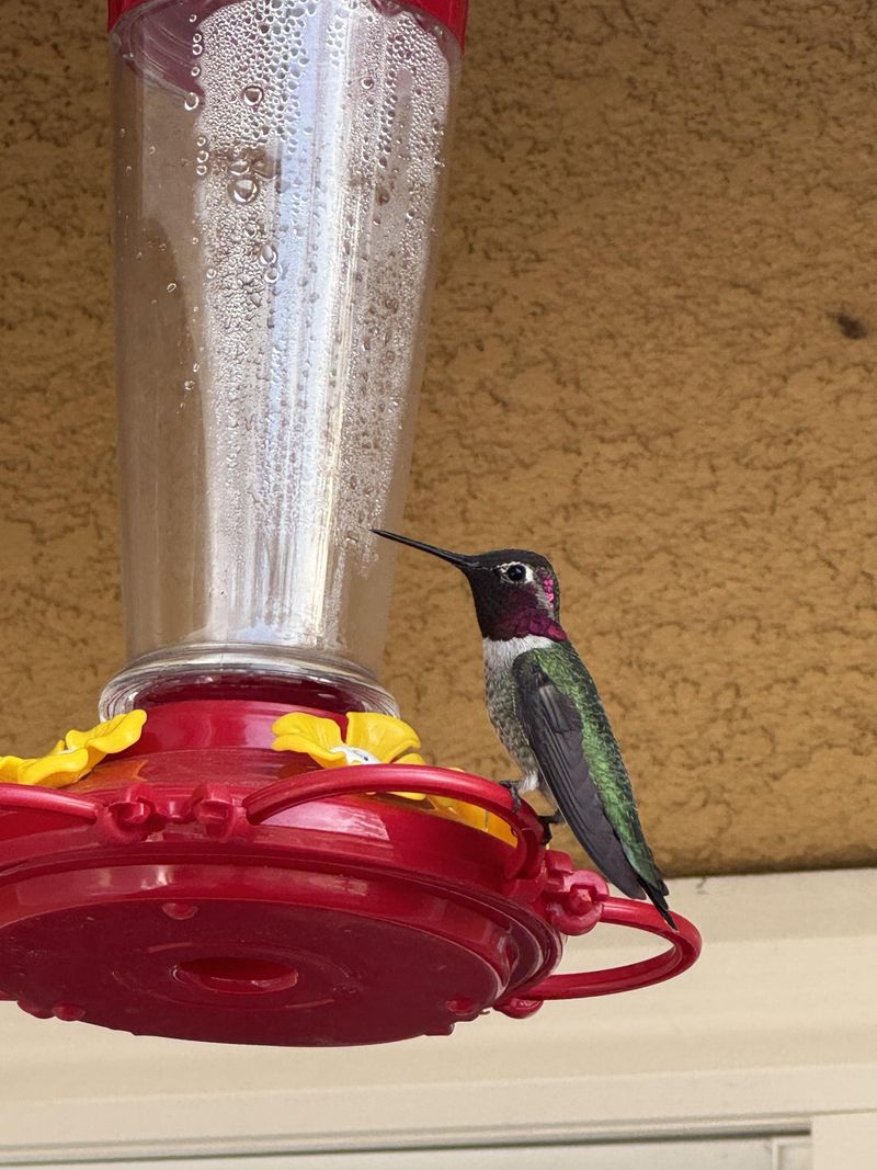 Too Close To Other Feeders