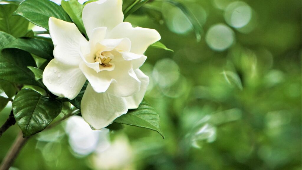 gardenia