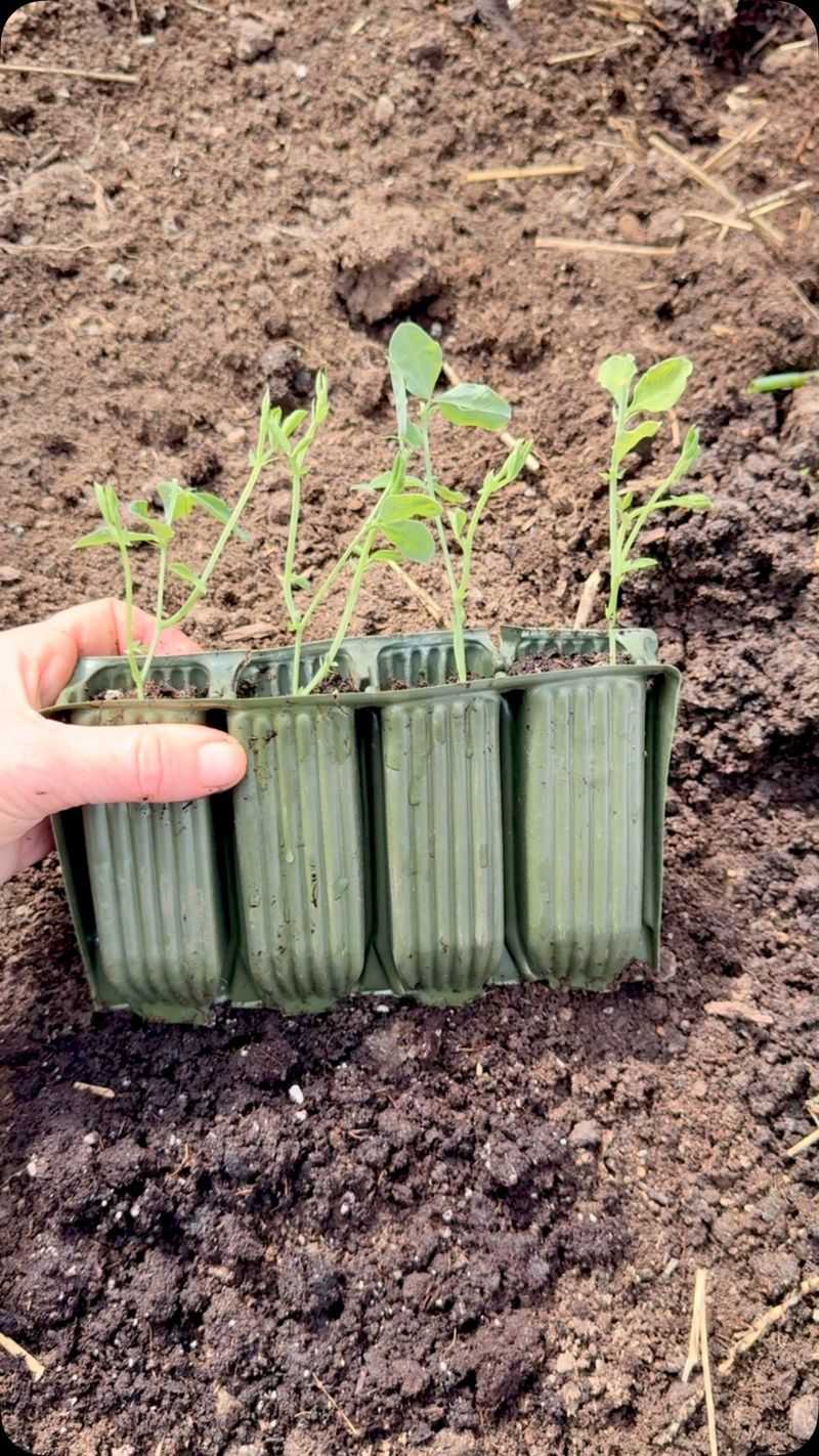 Compacted Soil