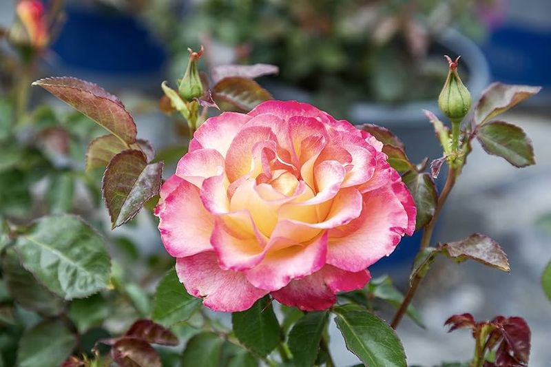 Pink Double Knock Out Roses