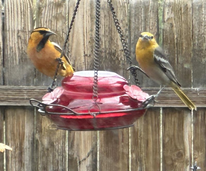 Saucer-Style Feeders
