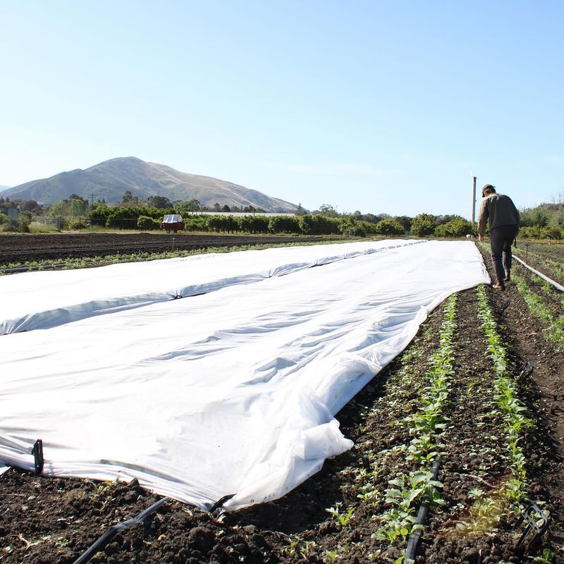 Floating Row Covers