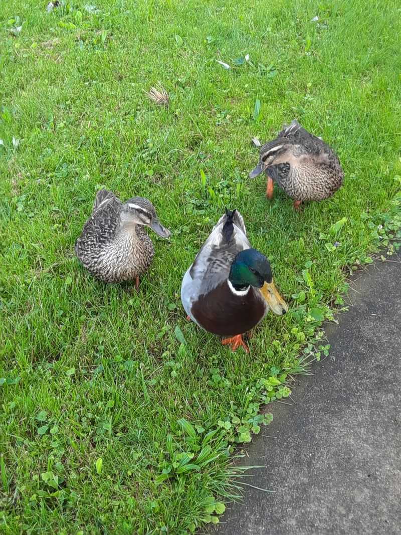 Improper Flock Size