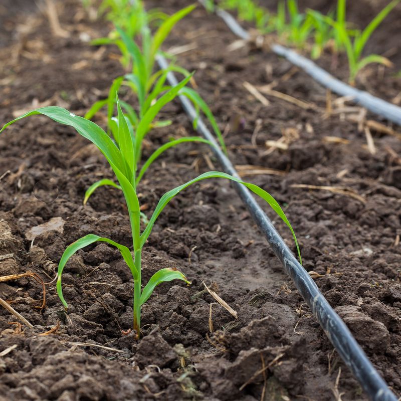 Improper Watering Habits