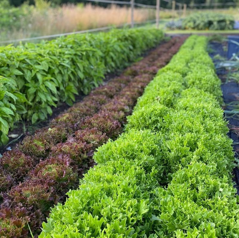 Planting Heat-Sensitive Varieties