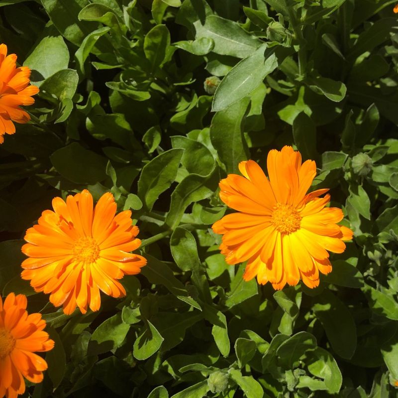 Overall Plant Appears Less Vigorous