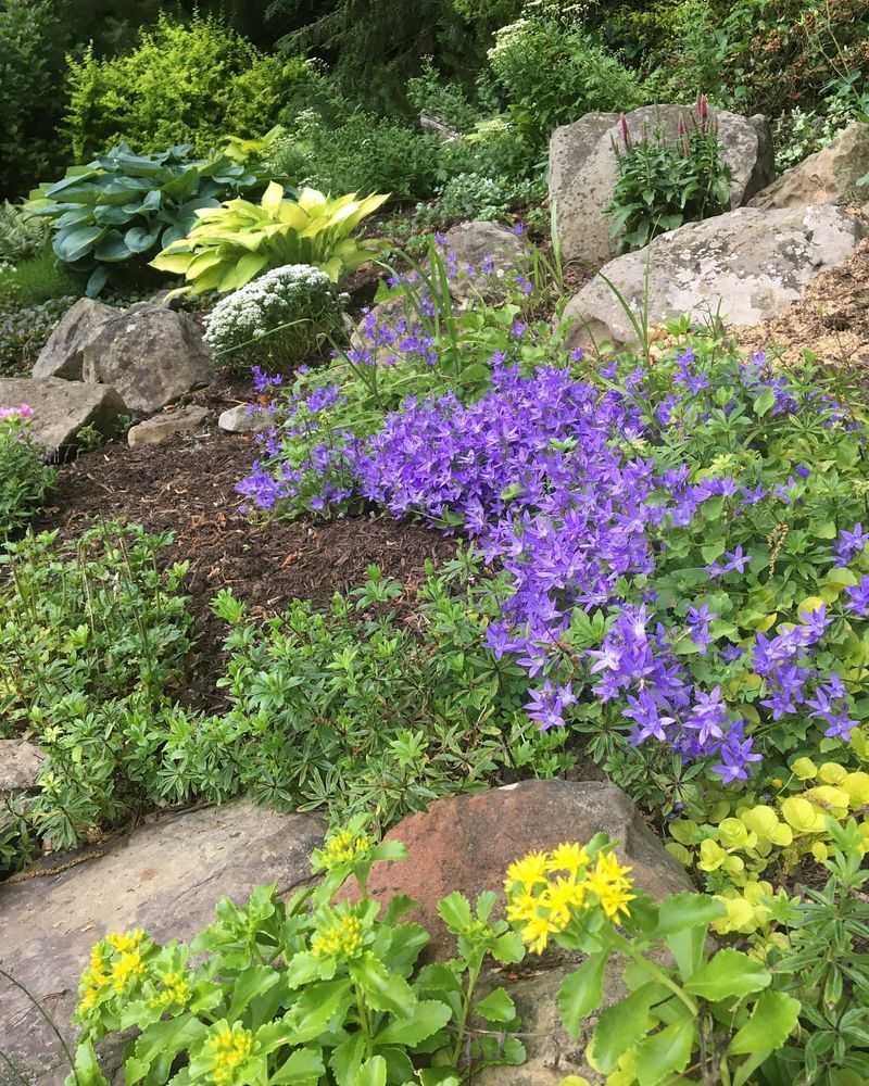 Campanula